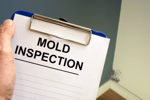 Best Basement Mold Removal  in Juarez, TX